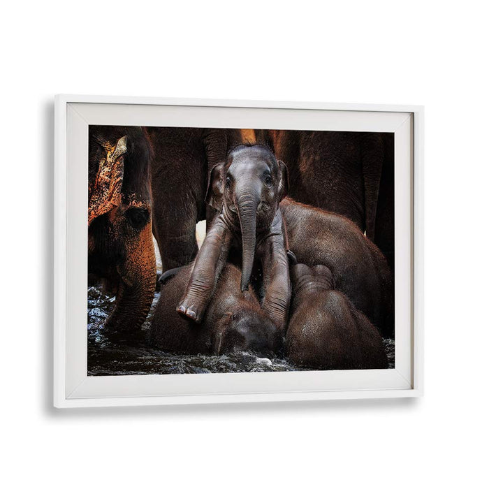 Captivating elephants in a serene moment, showcasing THE LITTLE PRINCE, PHOTOGRAPHY PRINTS for wildlife lovers.