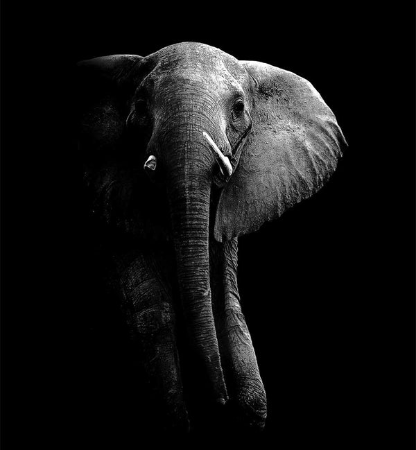WILD PHOTO ART - PHOTOGRAPHER