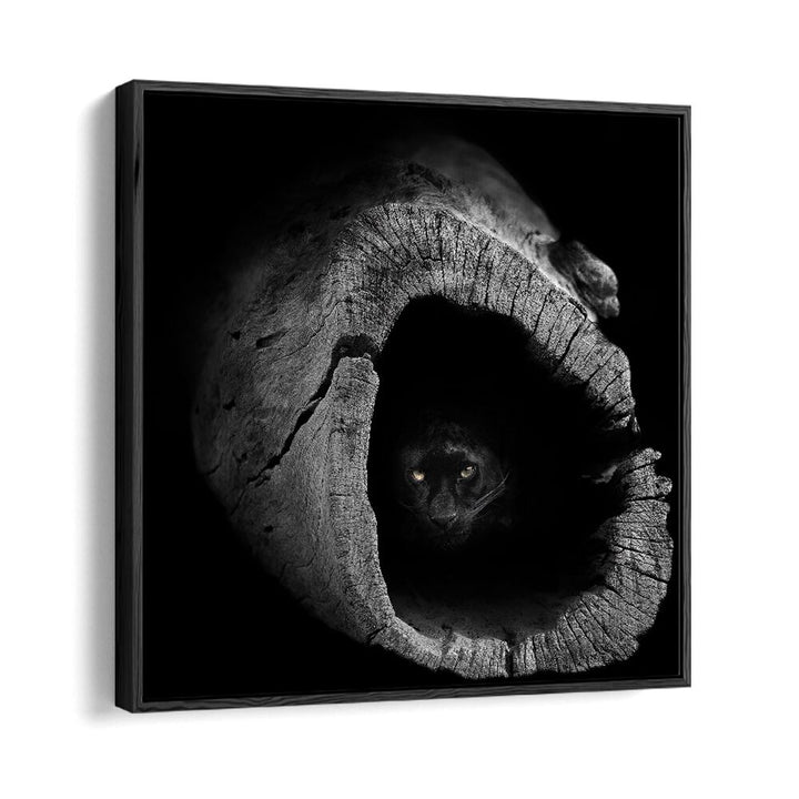 Stunning PANTHER, PHOTOGRAPHY PRINTS capturing the majestic beauty of a panther peering from a hollow log.