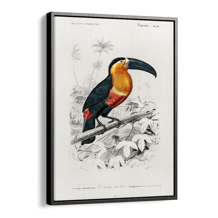 ANIMALS painting - TOUCAN by Asianmonk