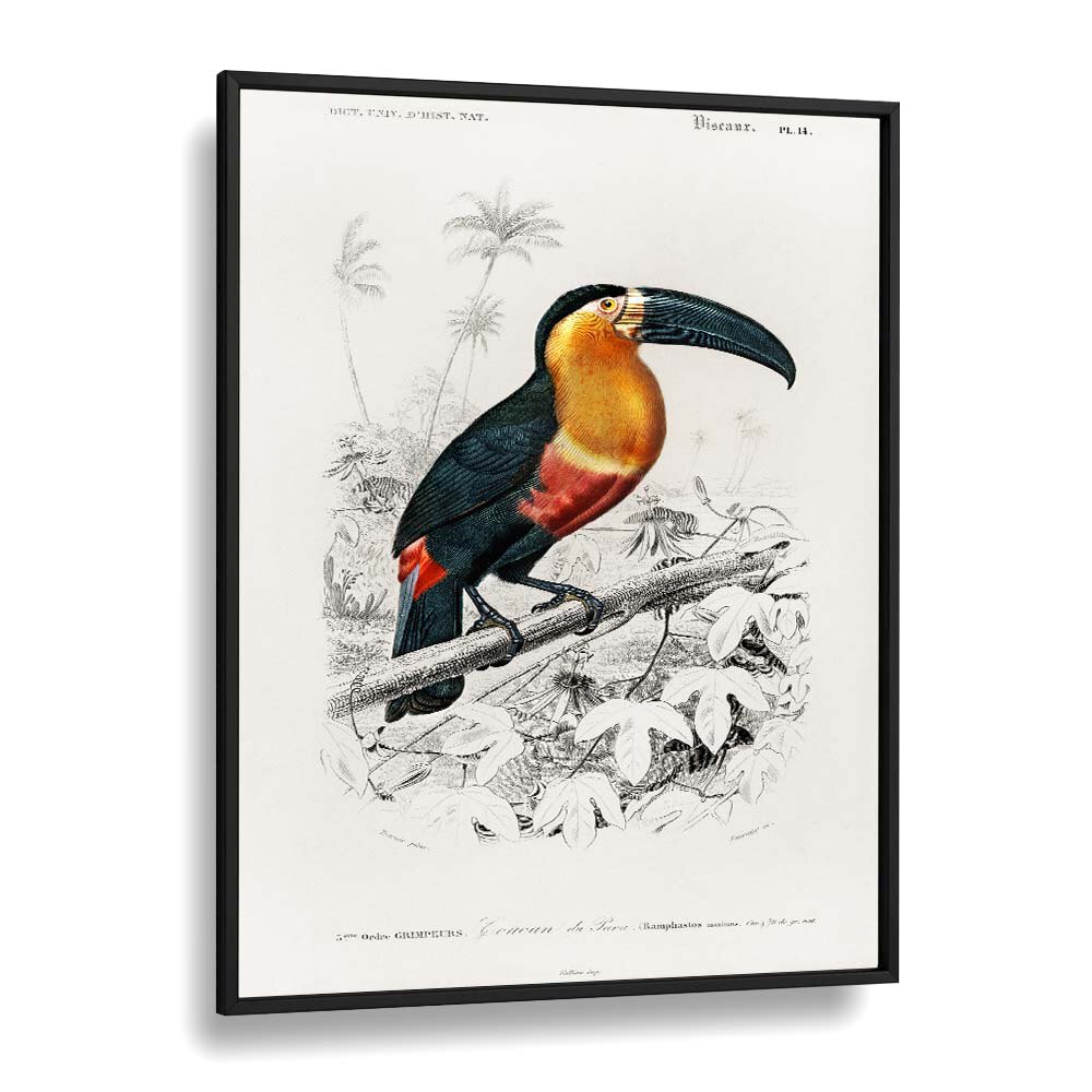 ANIMALS painting - TOUCAN by Asianmonk