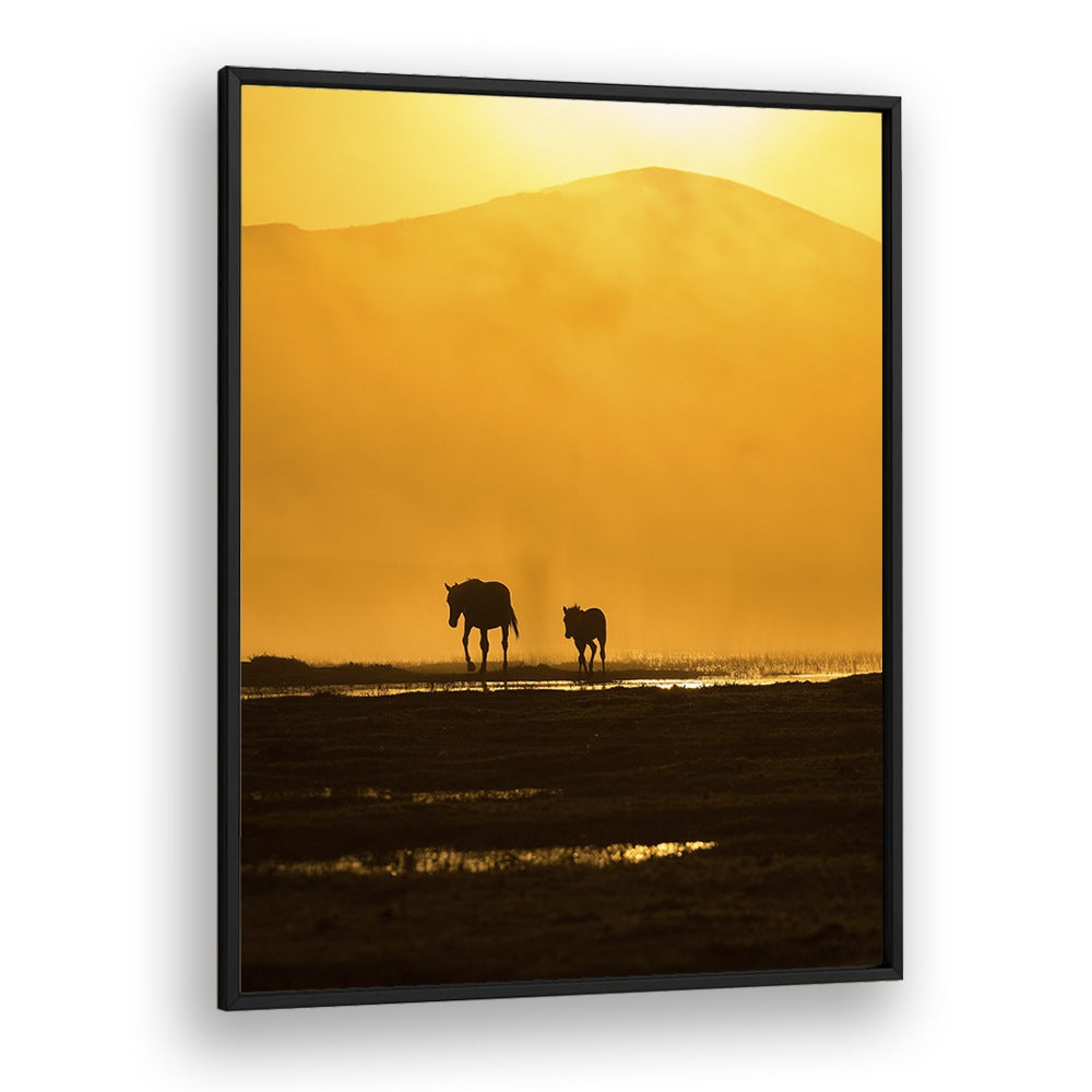 Silhouettes of a horse and foal against a golden sunset, showcasing FOLLOWING MOMMY, PHOTOGRAPHY PRINTS.