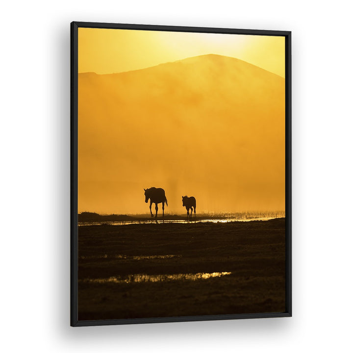 Silhouettes of a horse and foal against a golden sunset, showcasing FOLLOWING MOMMY, PHOTOGRAPHY PRINTS.