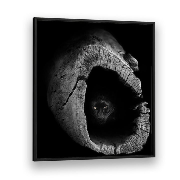Stunning PANTHER, PHOTOGRAPHY PRINTS showcasing a majestic black panther peering from a wooden hollow. Perfect decor piece.