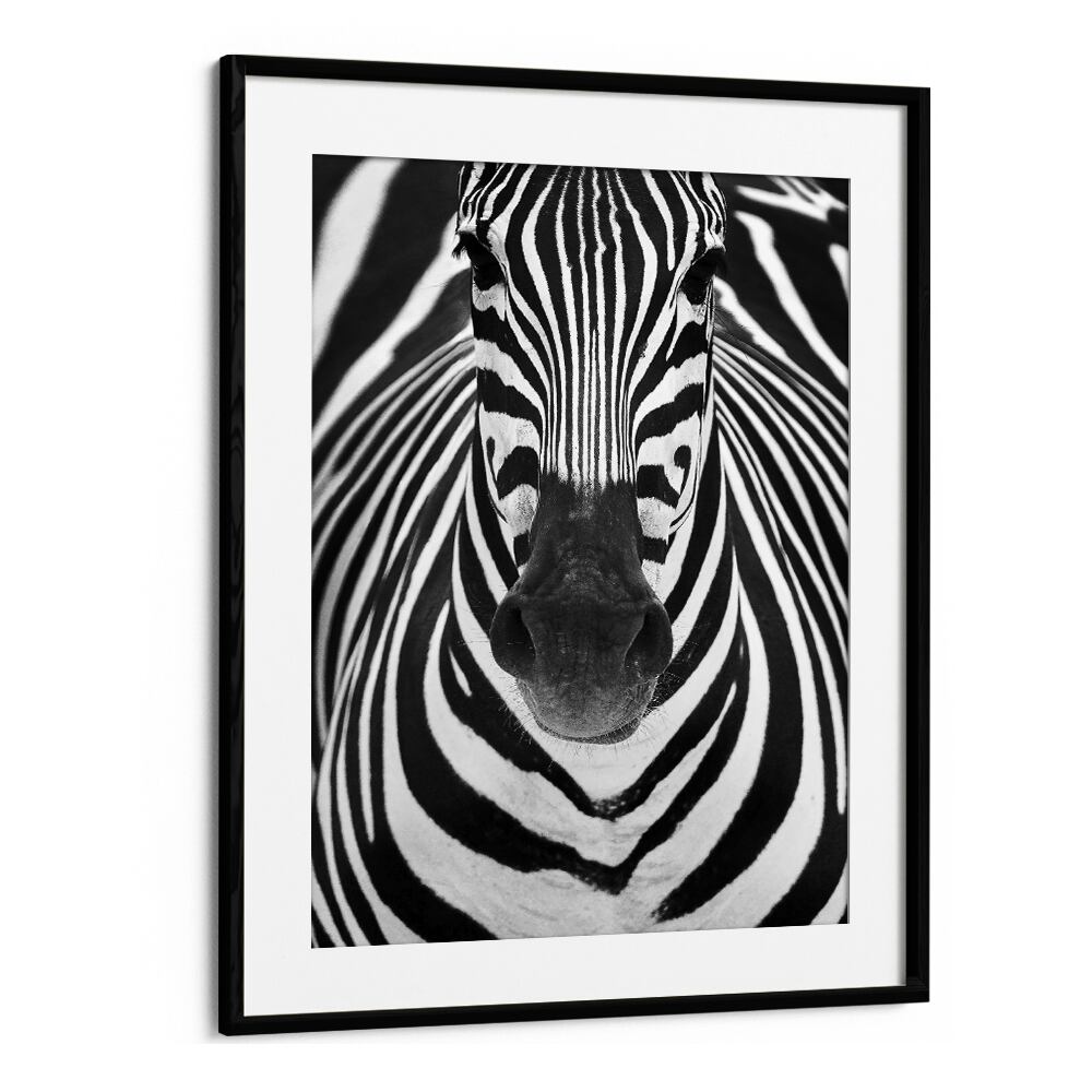 Stunning ZEBRA I, PHOTOGRAPHY PRINTS featuring detailed black and white wildlife art, perfect for nature lovers.