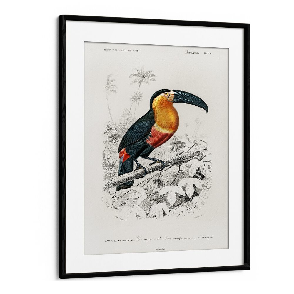 ANIMALS painting - TOUCAN by Asianmonk