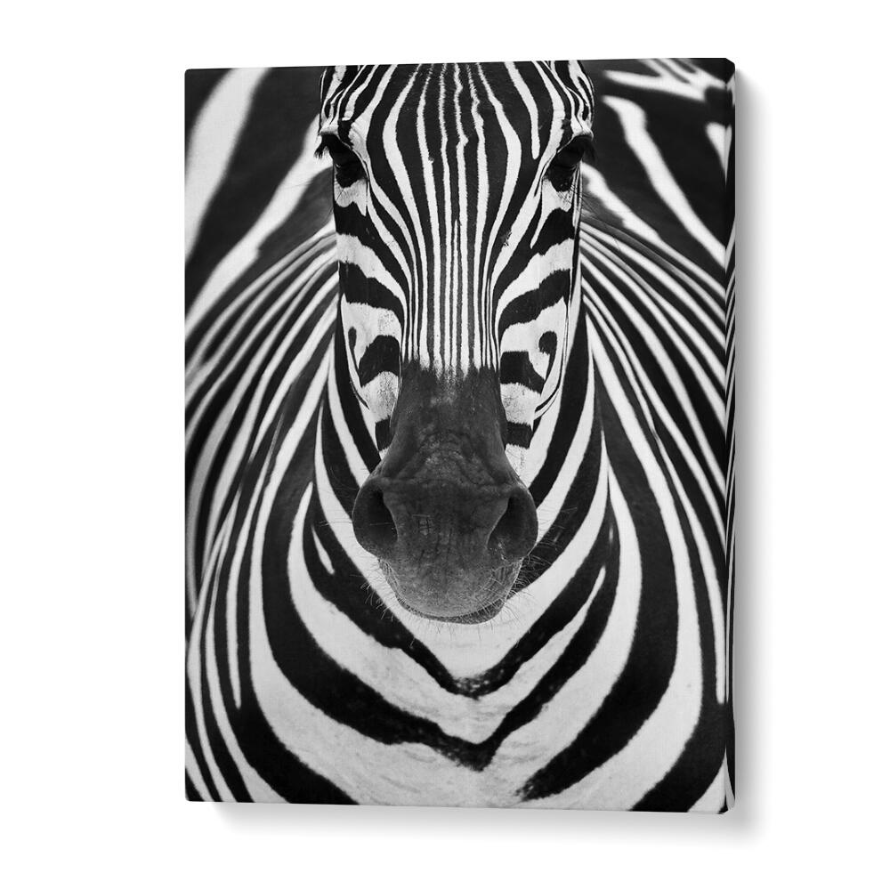 Stunning black and white ZEBRA I, PHOTOGRAPHY PRINTS showcasing the beauty of wildlife in fine art photography.