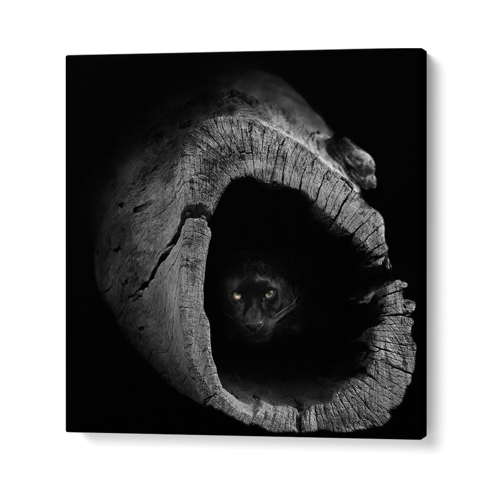 Majestic panther peeking from a hollow log, perfect for PANTHER, PHOTOGRAPHY PRINTS enthusiasts.