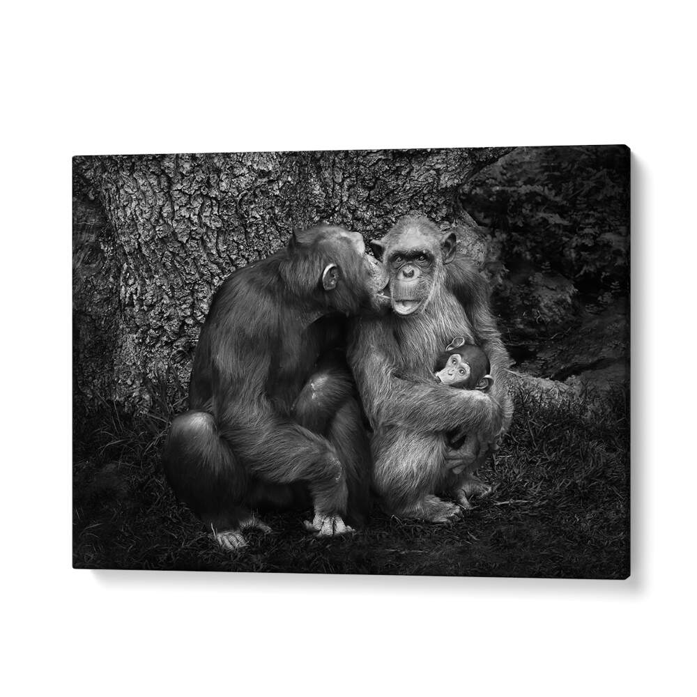 Captivating moment of primates showing affection in THE FAMILY, PHOTOGRAPHY PRINTS collection, showcasing wildlife beauty.