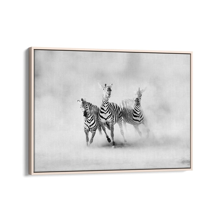 Stunning ZEBRAS , PHOTOGRAPHY PRINTS showcasing wildlife elegance and grace in a beautiful black-and-white composition.