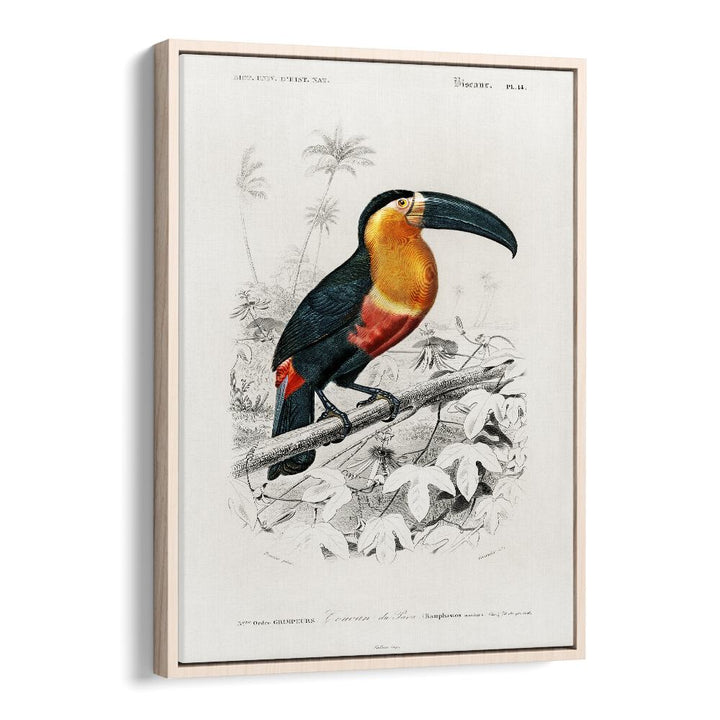 ANIMALS painting - TOUCAN by Asianmonk