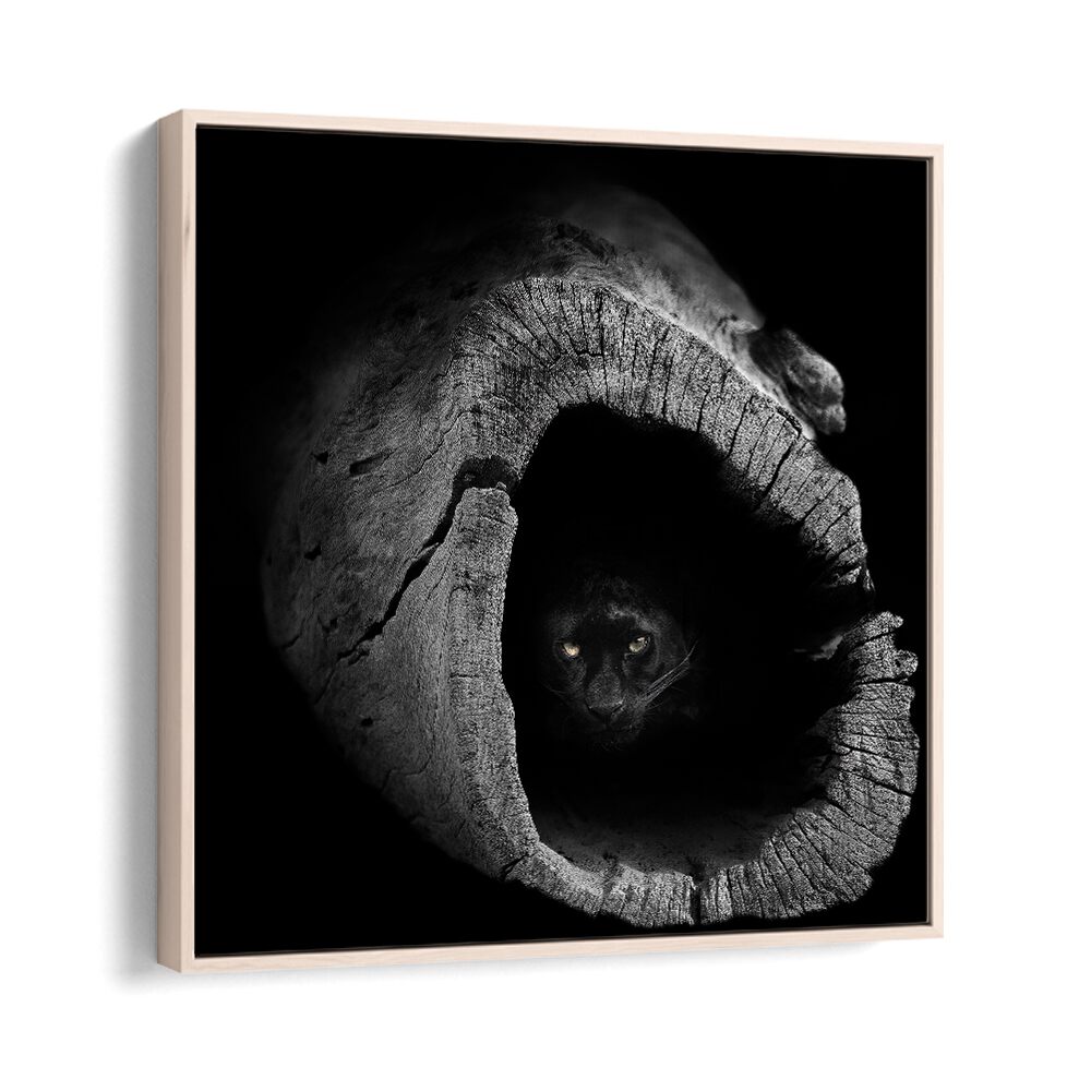 Stunning PANTHER, PHOTOGRAPHY PRINTS reveal the majestic beauty of wildlife in a dramatic black and white composition.