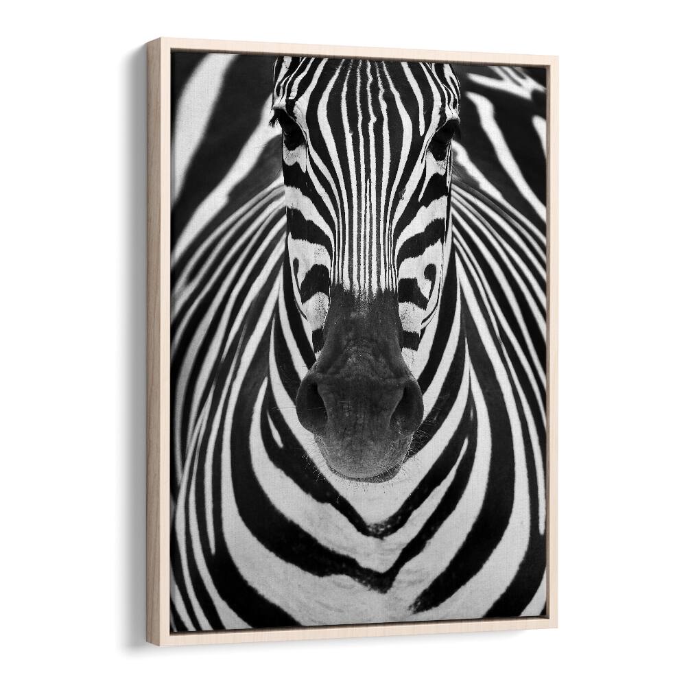 Stunning ZEBRA I, PHOTOGRAPHY PRINTS showcasing detailed stripes, perfect for wildlife art enthusiasts.