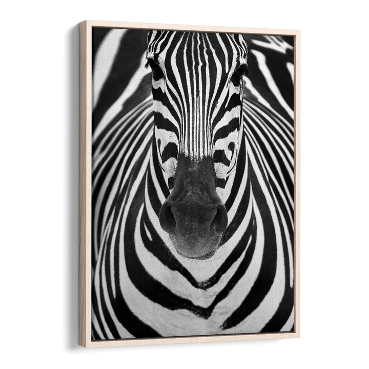 Stunning ZEBRA I, PHOTOGRAPHY PRINTS showcasing detailed stripes, perfect for wildlife art enthusiasts.