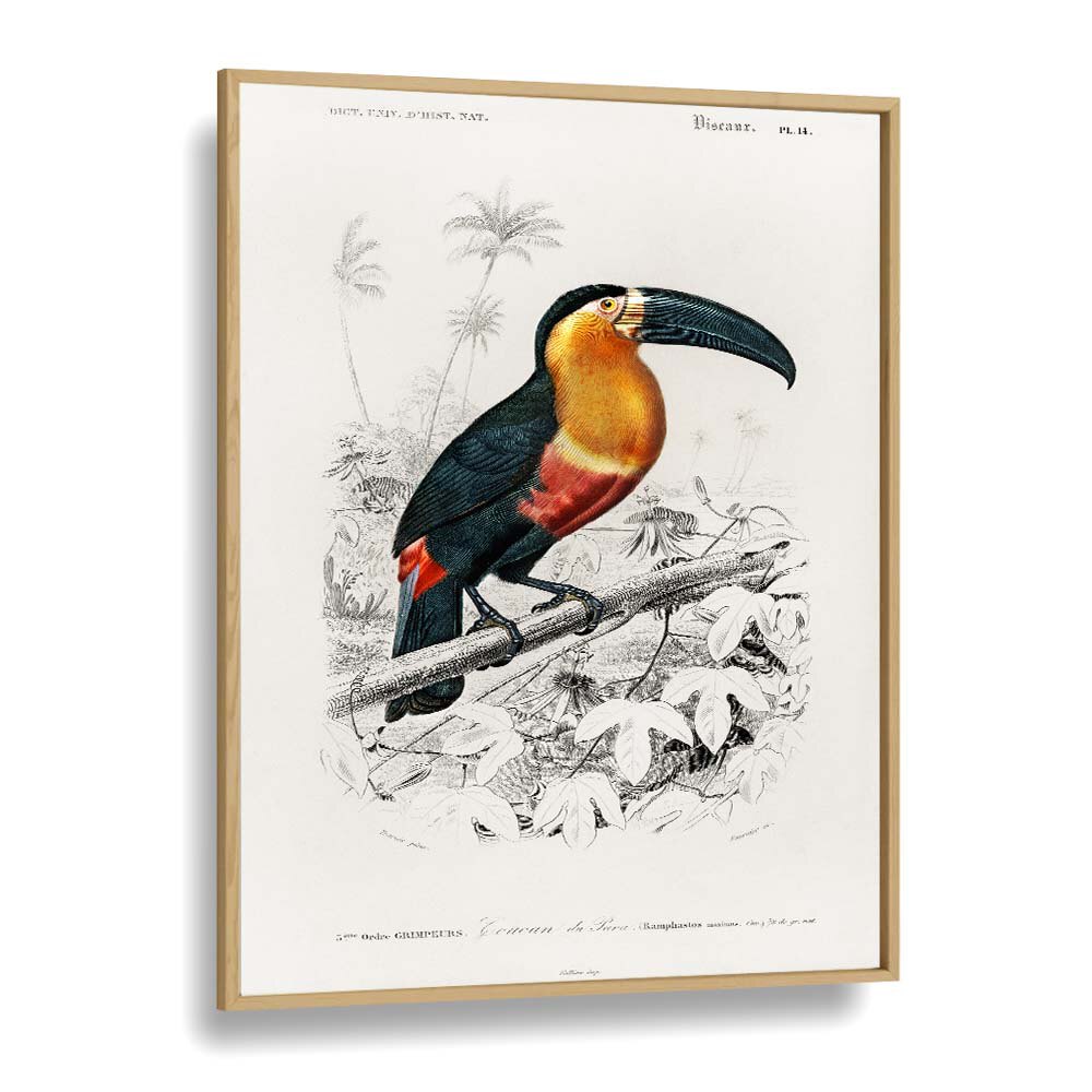 ANIMALS painting - TOUCAN by Asianmonk