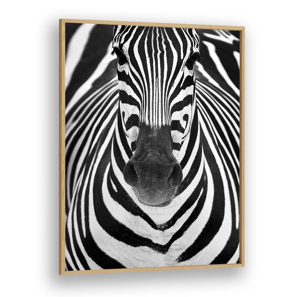 Majestic close-up of a zebra, showcasing the ZEBRA I, PHOTOGRAPHY PRINTS for wildlife art enthusiasts.