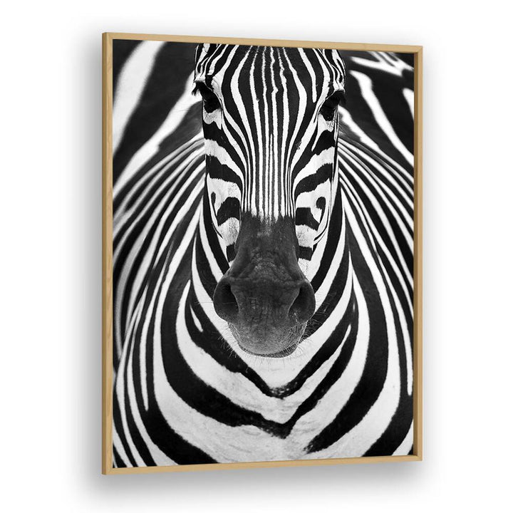 Majestic close-up of a zebra, showcasing the ZEBRA I, PHOTOGRAPHY PRINTS for wildlife art enthusiasts.