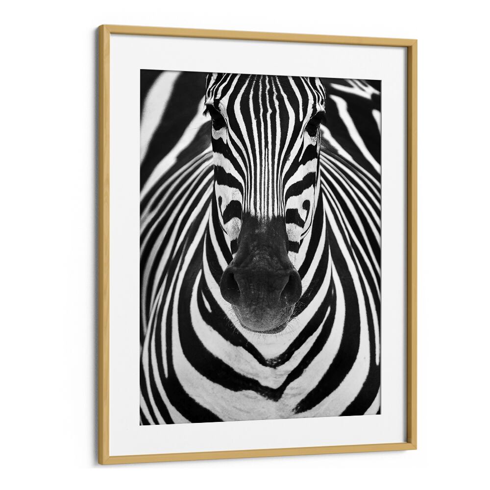 Stunning ZEBRA I, PHOTOGRAPHY PRINTS showcasing wildlife beauty in striking black and white artwork for your home decor.
