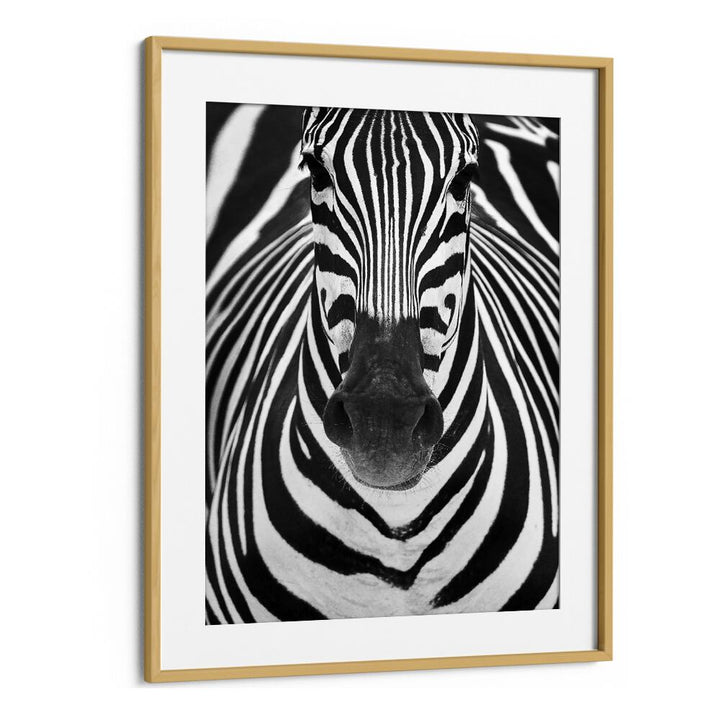 Stunning ZEBRA I, PHOTOGRAPHY PRINTS showcasing wildlife beauty in striking black and white artwork for your home decor.