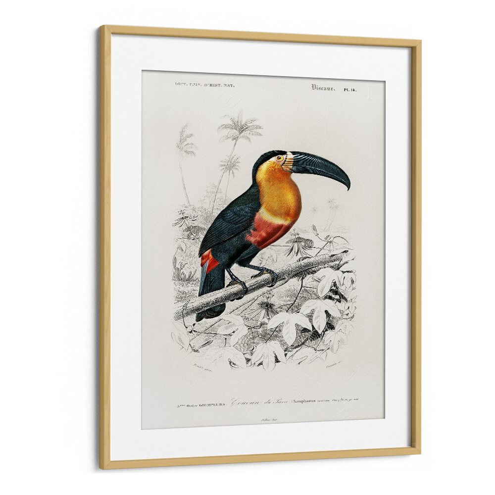 ANIMALS painting - TOUCAN by Asianmonk