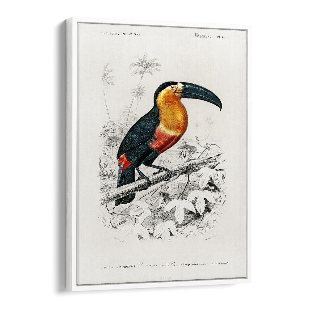 ANIMALS painting - TOUCAN by Asianmonk
