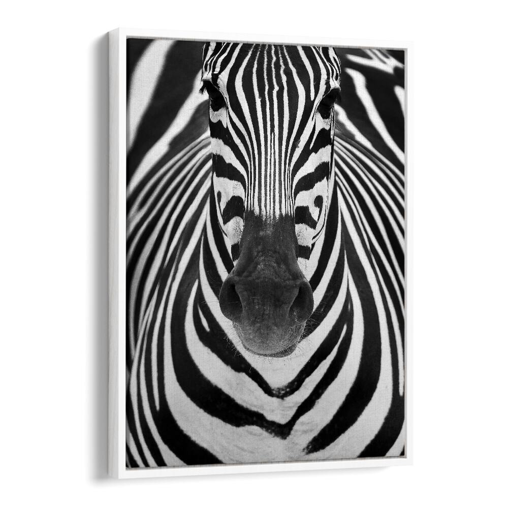 Stunning ZEBRA I, PHOTOGRAPHY PRINTS showcasing wildlife's beauty with striking black and white stripes, perfect for decor.