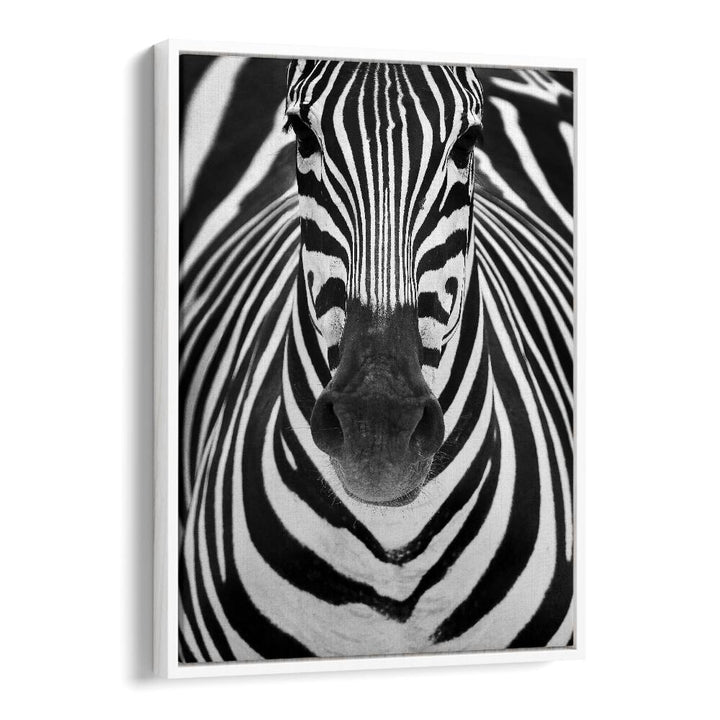 Stunning ZEBRA I, PHOTOGRAPHY PRINTS showcasing wildlife's beauty with striking black and white stripes, perfect for decor.