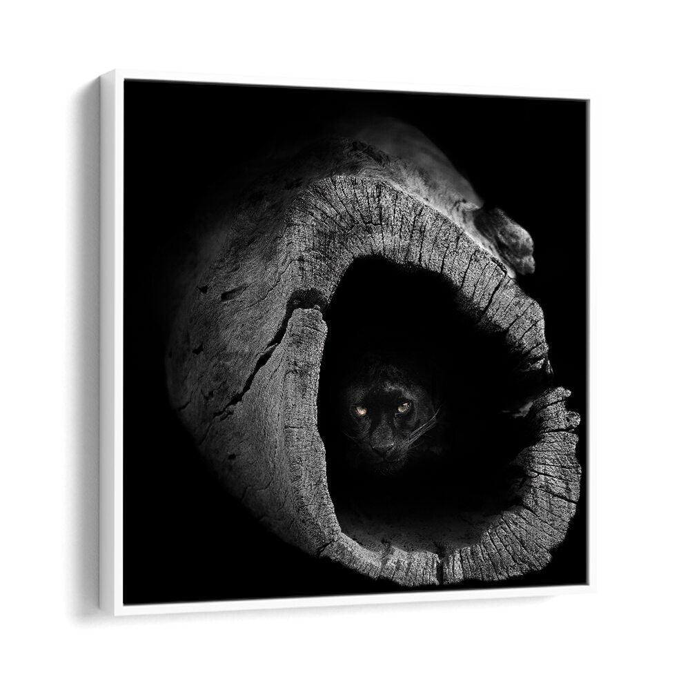 Majestic panther peering from a hollow log, showcasing the allure of PANTHER, PHOTOGRAPHY PRINTS at its finest.