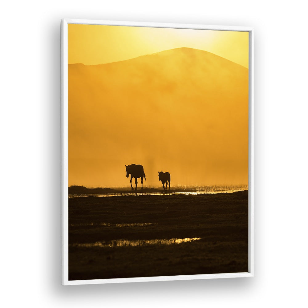 Stunning FOLLOWING MOMMY, PHOTOGRAPHY PRINTS capture a mother and foal against a golden sunset backdrop.