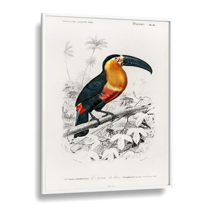 ANIMALS painting - TOUCAN by Asianmonk