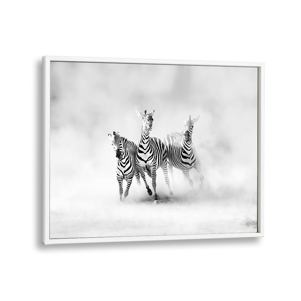 Three elegant zebras in fog, showcasing the beauty of wildlife with ZEBRAS, PHOTOGRAPHY PRINTS for your decor.