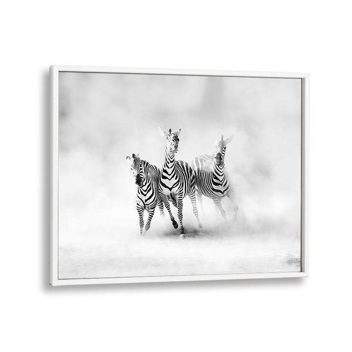 Three elegant zebras in fog, showcasing the beauty of wildlife with ZEBRAS, PHOTOGRAPHY PRINTS for your decor.