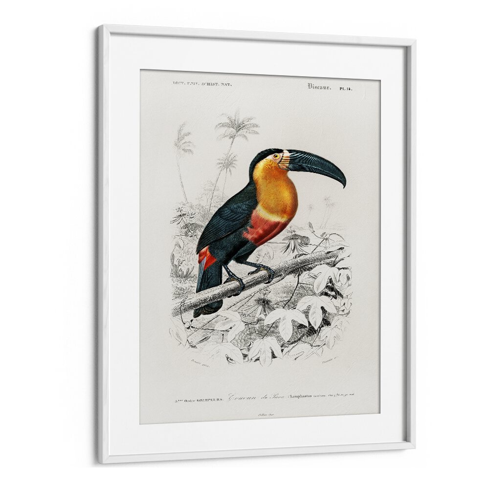 ANIMALS painting - TOUCAN by Asianmonk