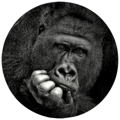 ANTJE WENNER BRAUN - PHOTOGRAPHER