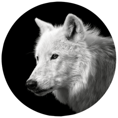 CHRISTIAN MEERMANN -PHOTOGRAPHER