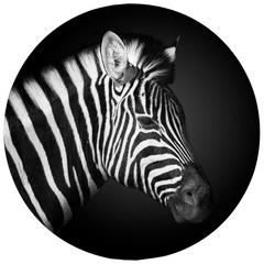 FEGARI - PHOTOGRAPHER