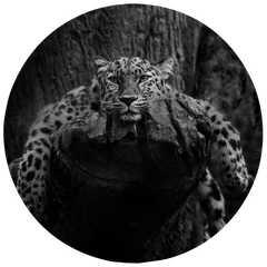 KRYSTINA WISNIOWSKA - PHOTOGRAPHER