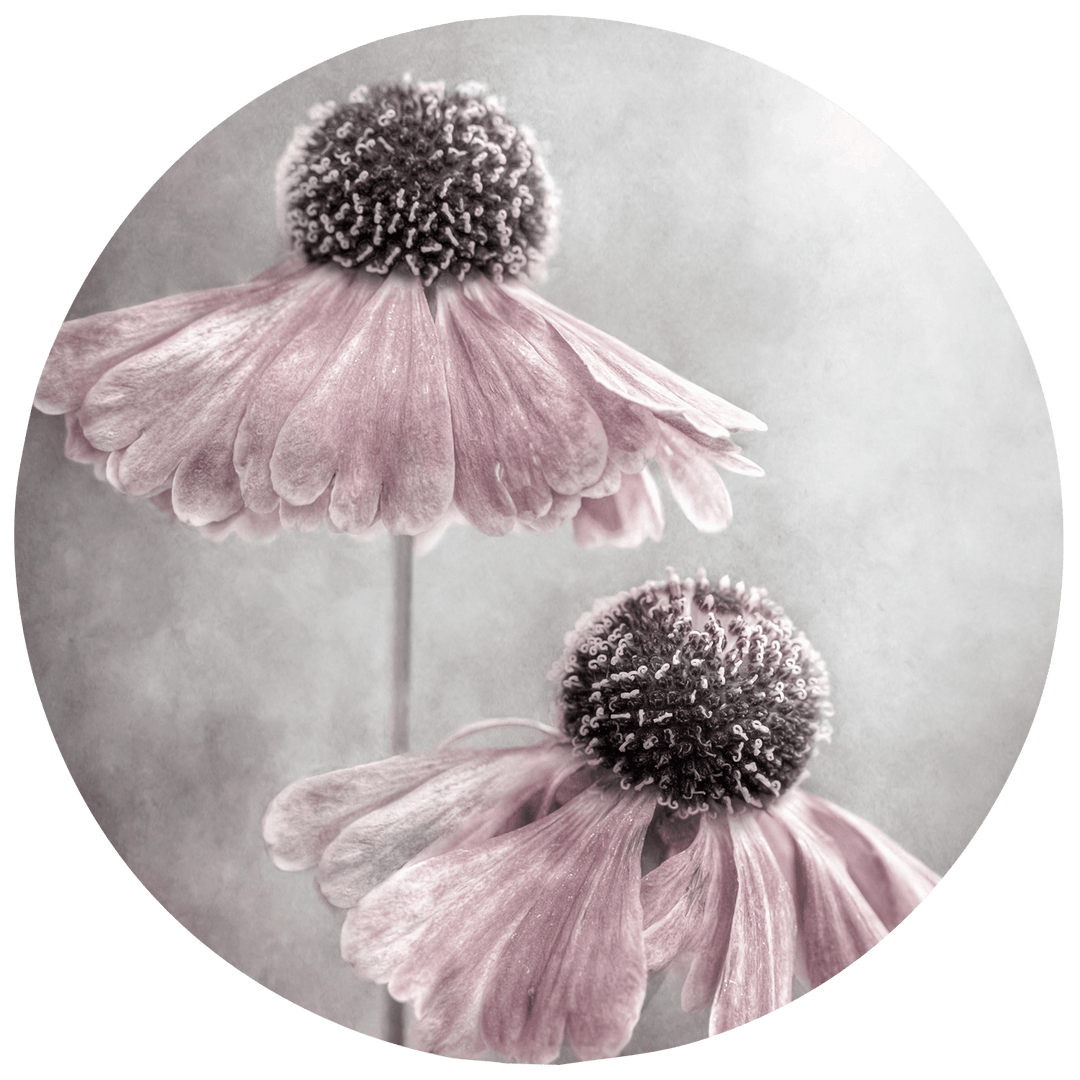 MANDY DISHER