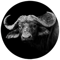 WILD PHOTO ART - PHOTOGRAPHER