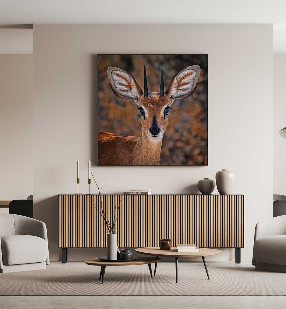 STEENBOK  , PHOTOGRAPHY PRINTS