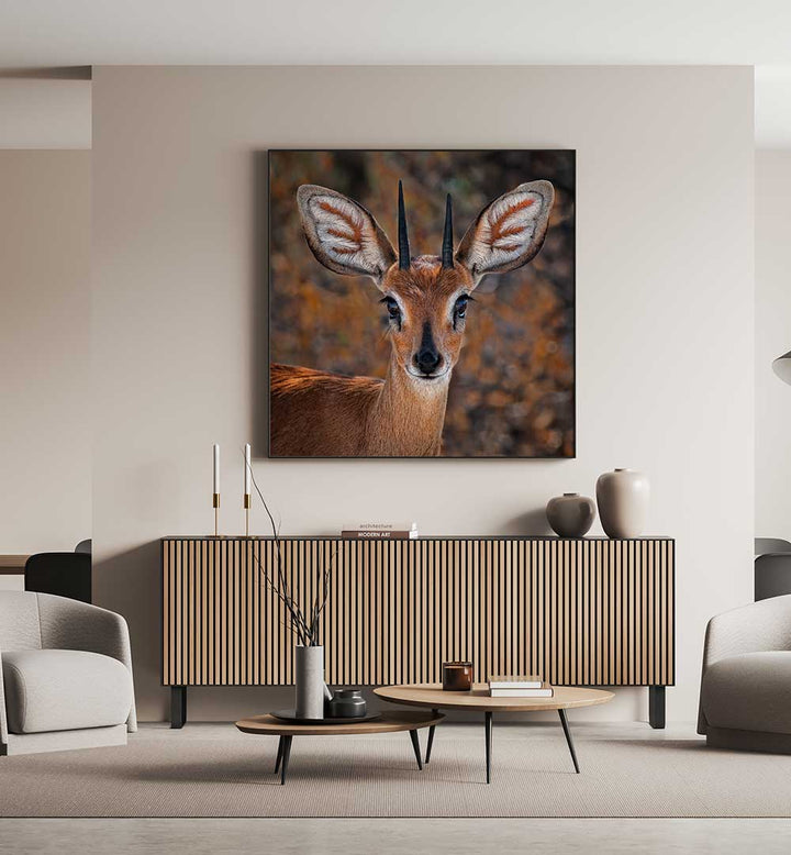 STEENBOK  , PHOTOGRAPHY PRINTS