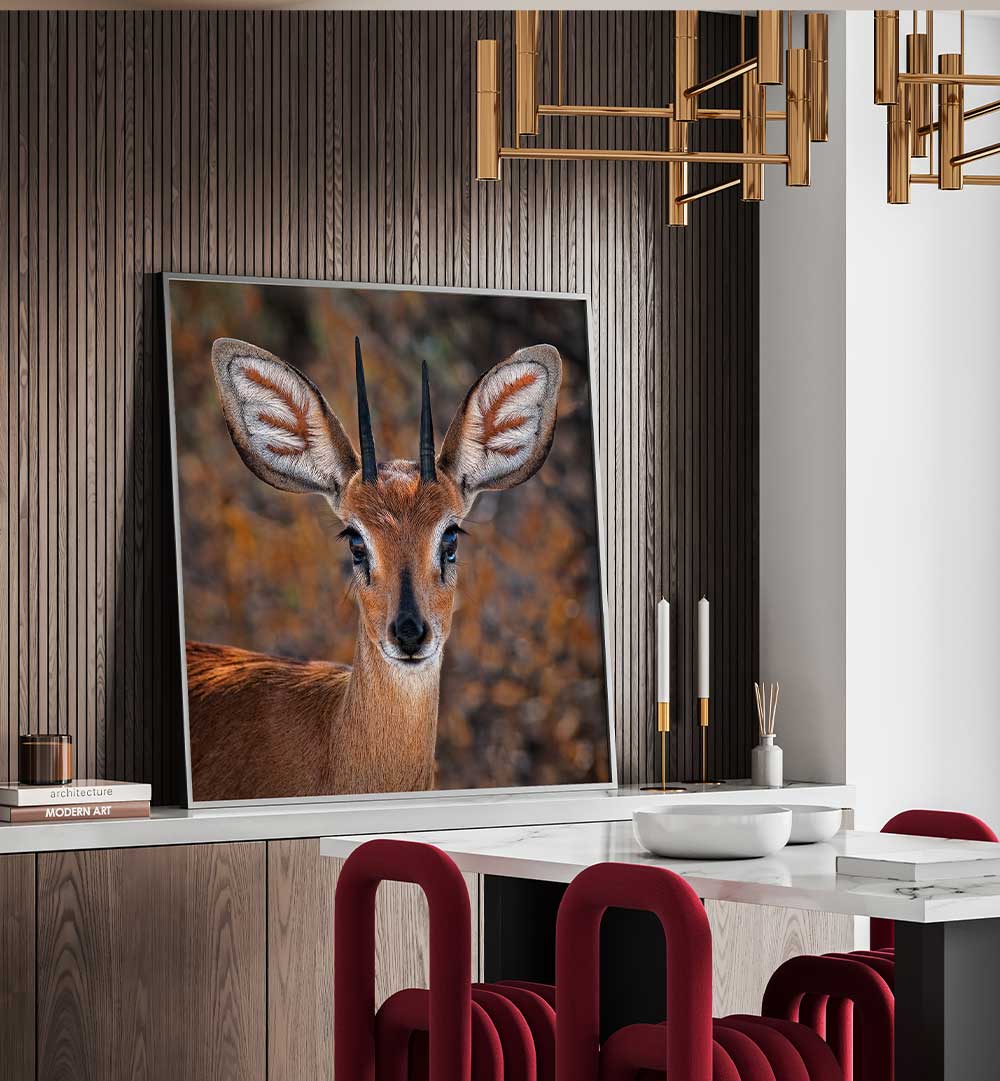 STEENBOK  , PHOTOGRAPHY PRINTS