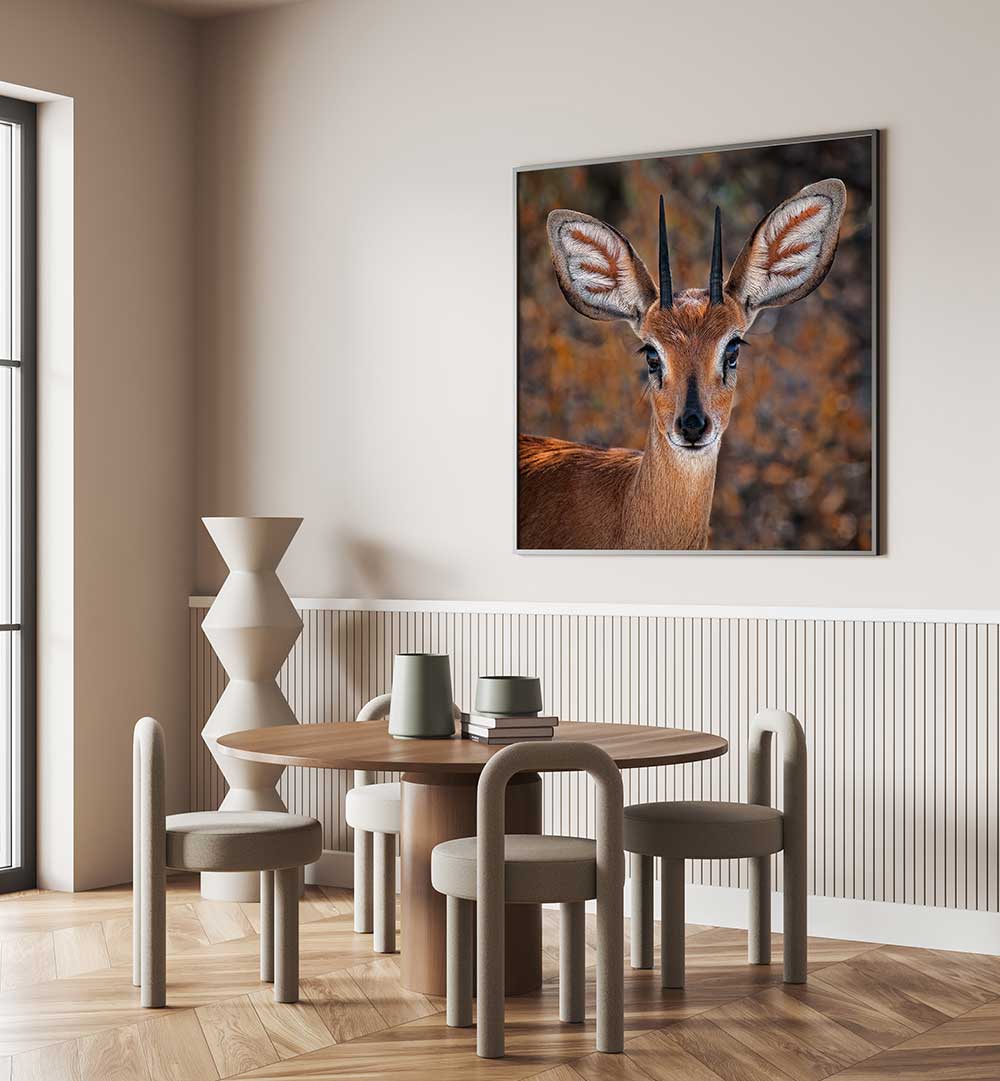 STEENBOK  , PHOTOGRAPHY PRINTS