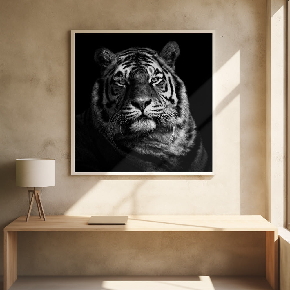 TIGER II , PHOTOGRAPHY PRINTS