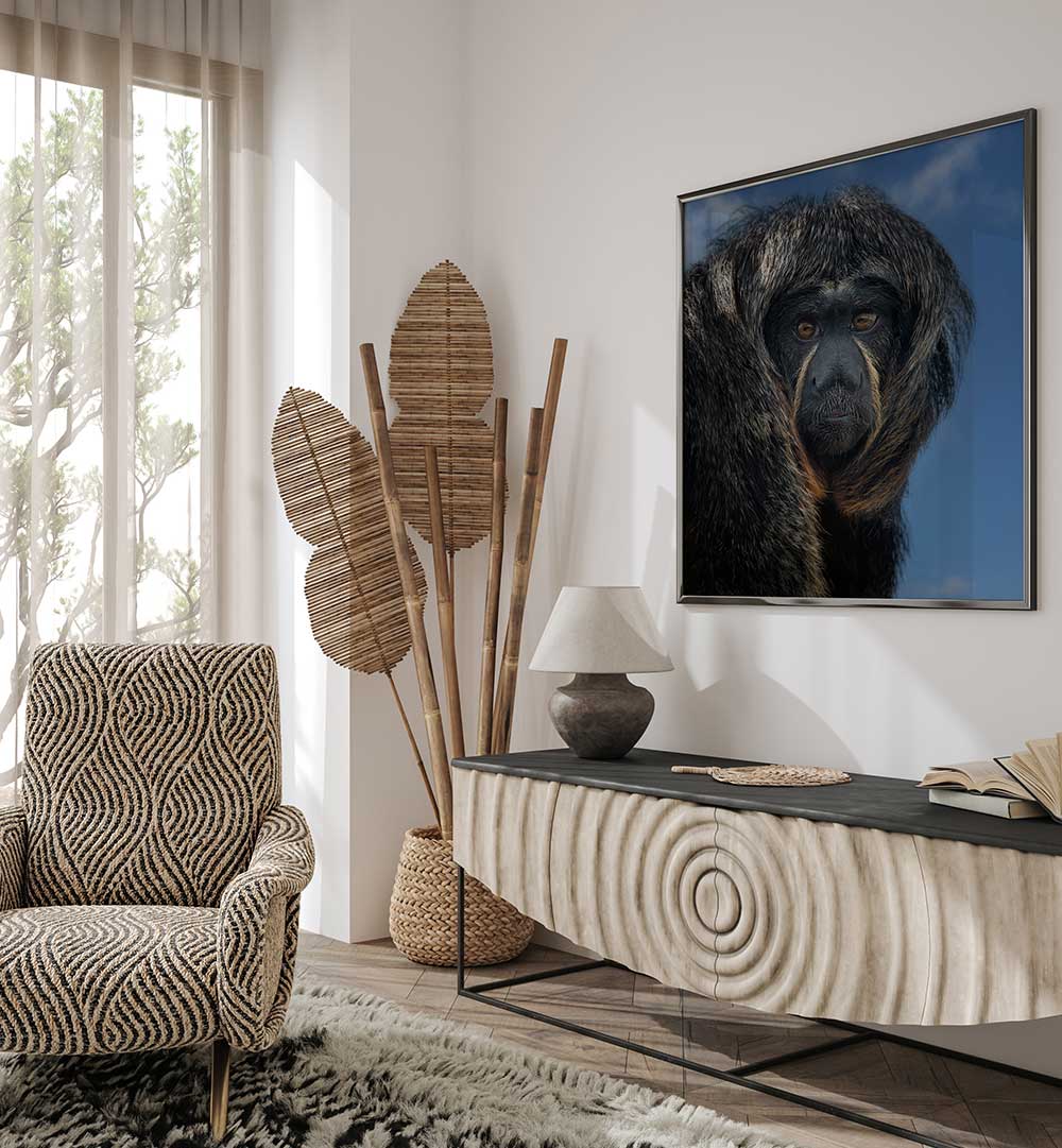 WHITE-FACED SAKI - PITHECIA  , PHOTOGRAPHY PRINTS