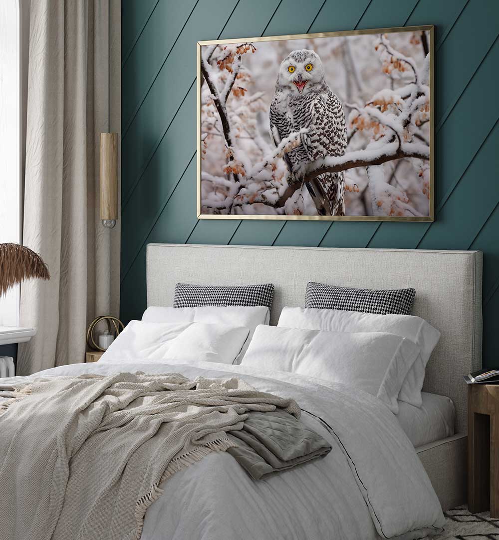 SNOW OWL  , PHOTOGRAPHY PRINTS