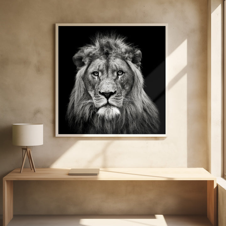 YOUNG MALE LION , PHOTOGRAPHY PRINTS