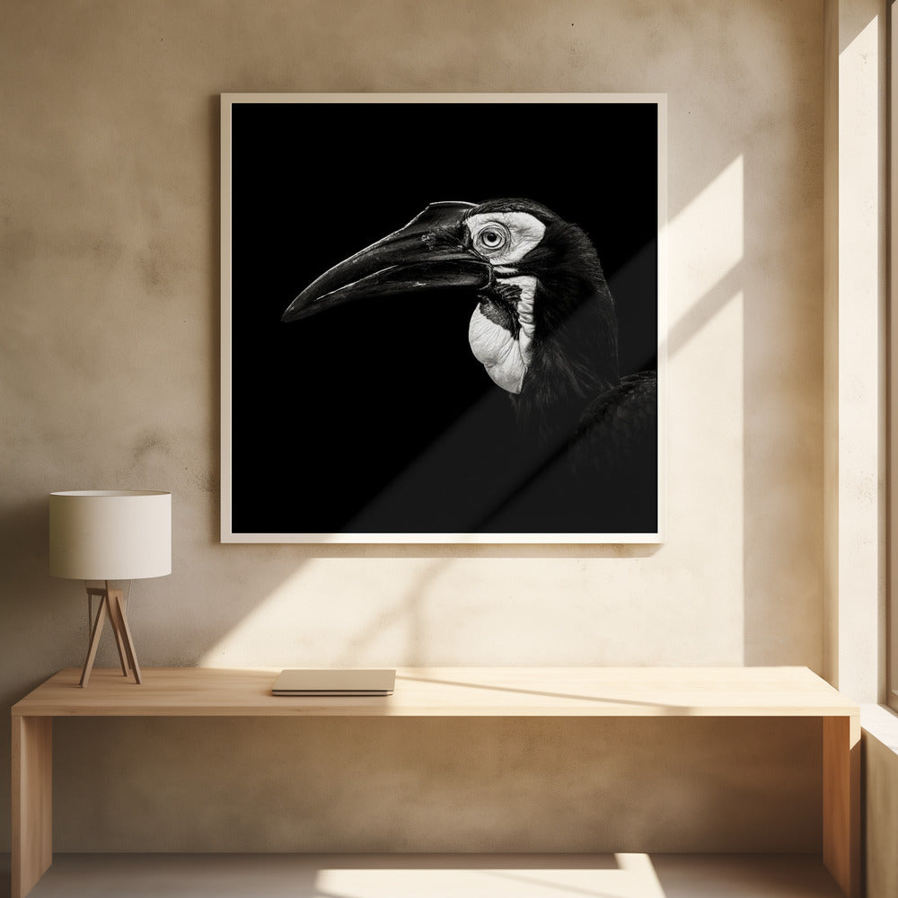 SOUTHERN GROUND HORNBILL  , PHOTOGRAPHY PRINTS