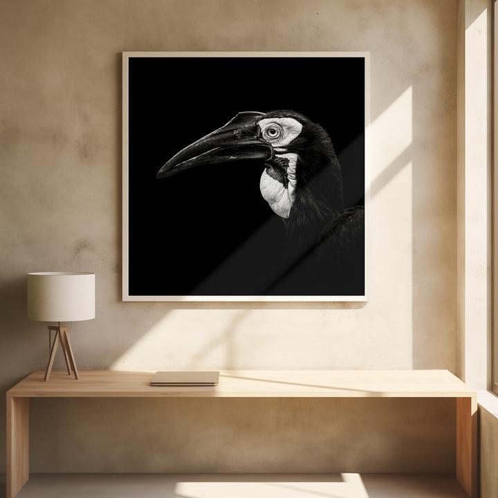 SOUTHERN GROUND HORNBILL  , PHOTOGRAPHY PRINTS