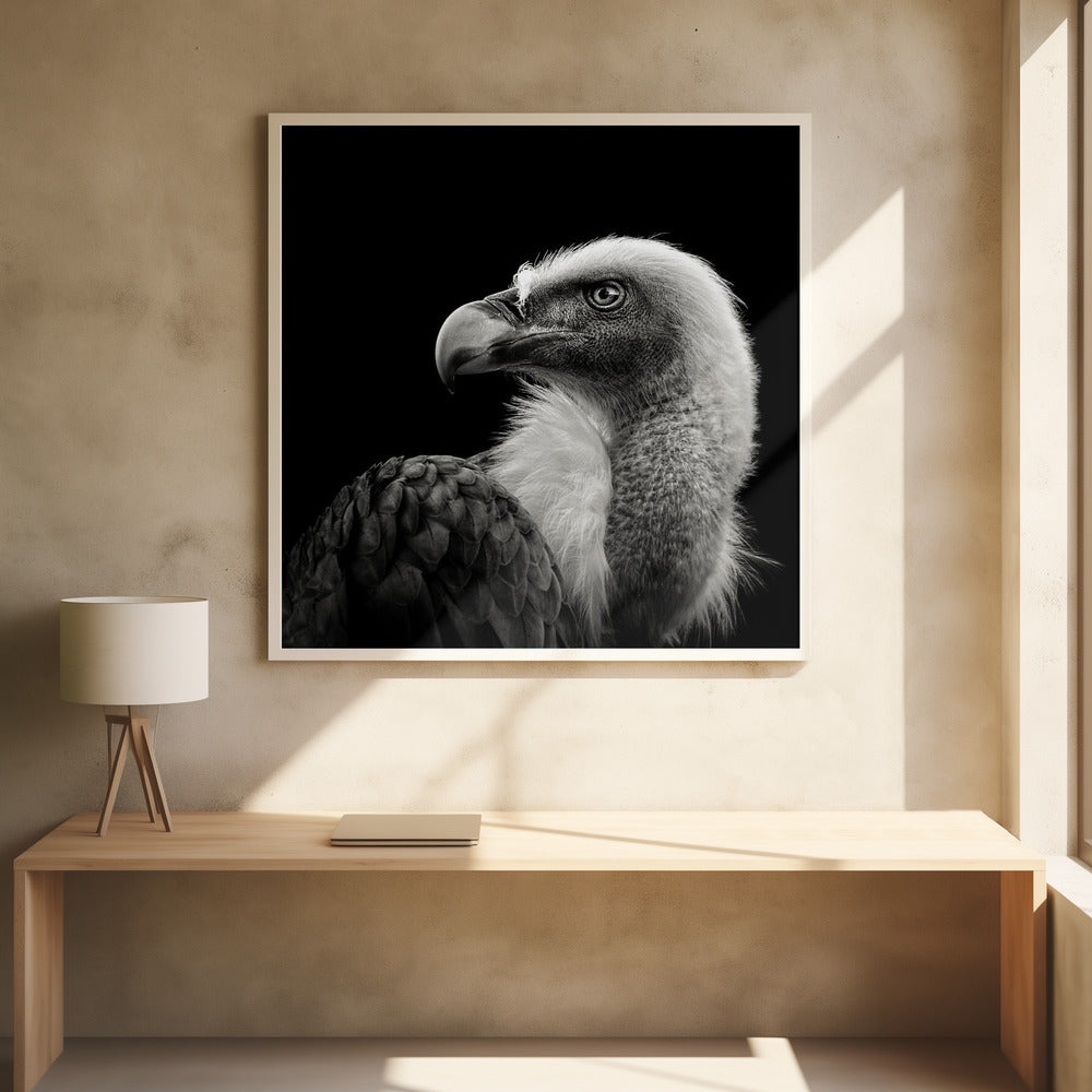 EURASIAN GRIFFON II , PHOTOGRAPHY PRINTS